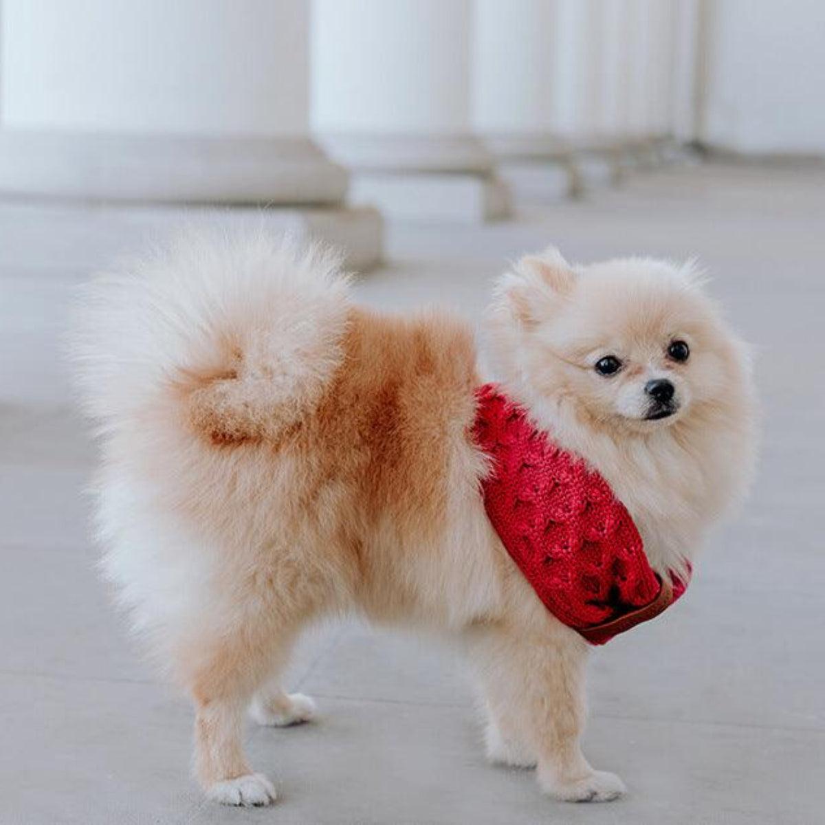 Tour de cou pour chien - JOY - Kasibe