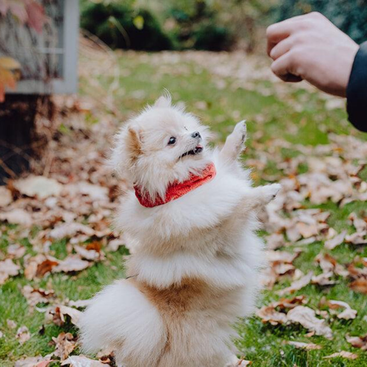Tour de cou pour chien - JOY - Kasibe