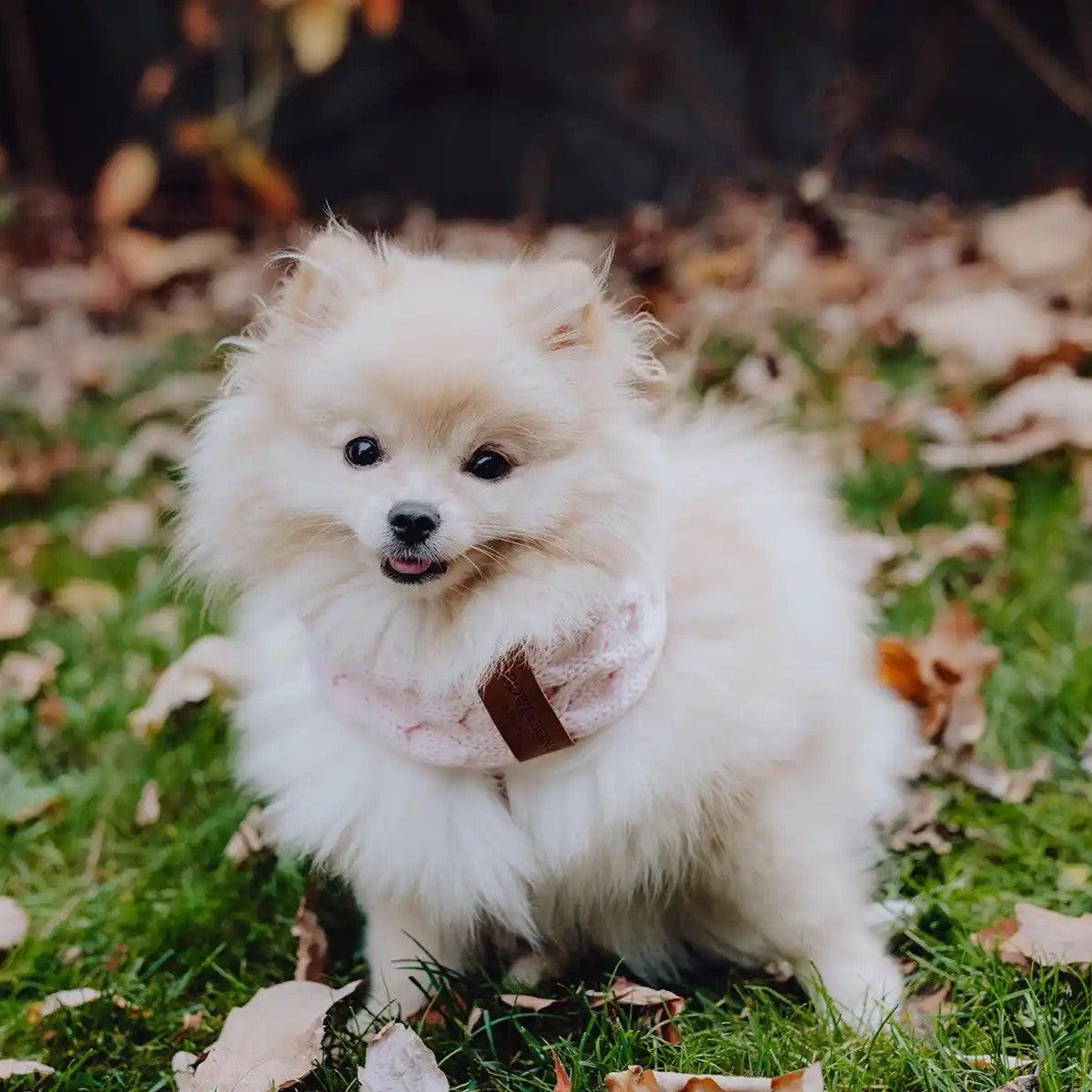 Tour de cou pour chien - JOY - Kasibe