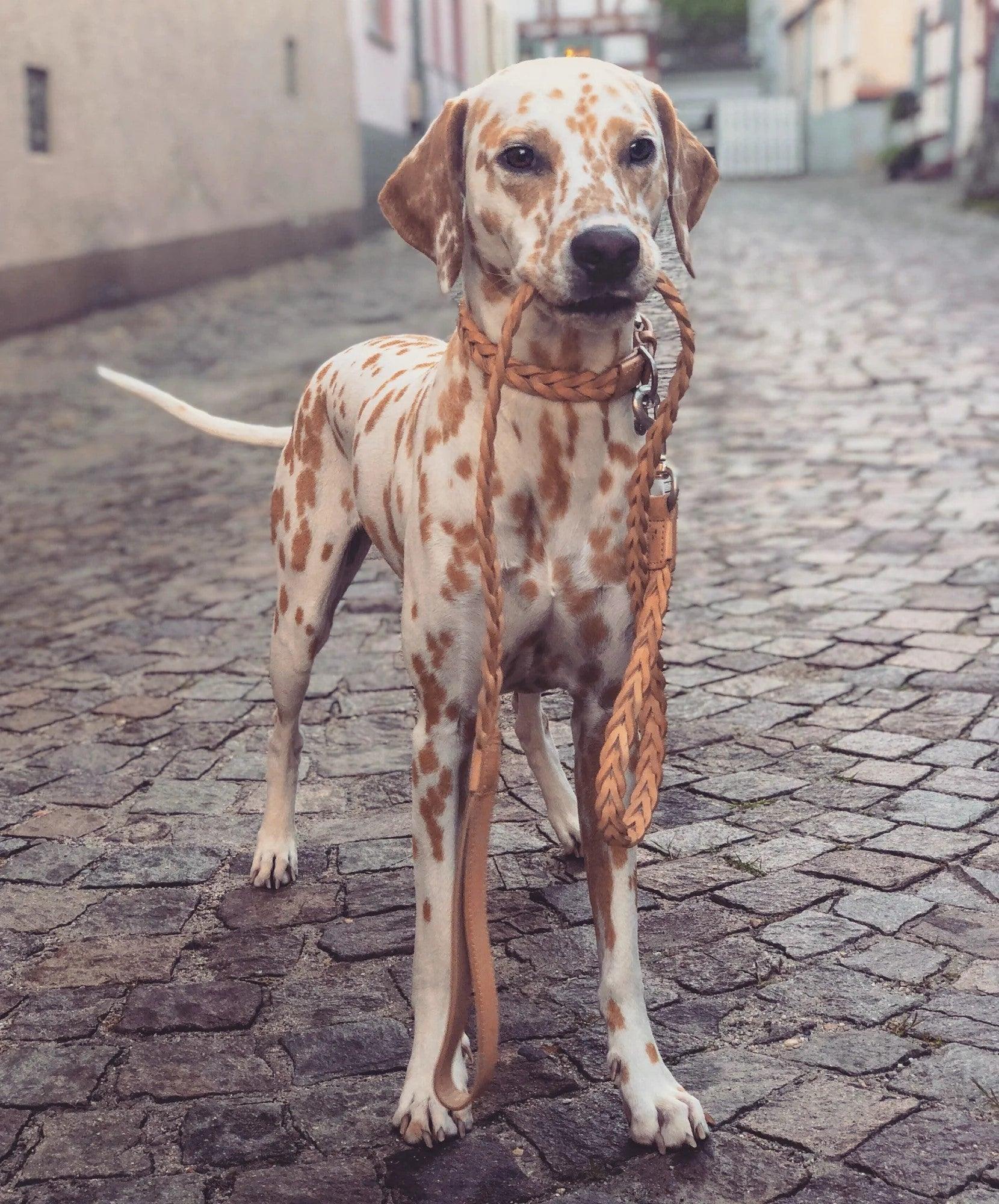 Très beau collier pour chien - BERGAMO - Kasibe
