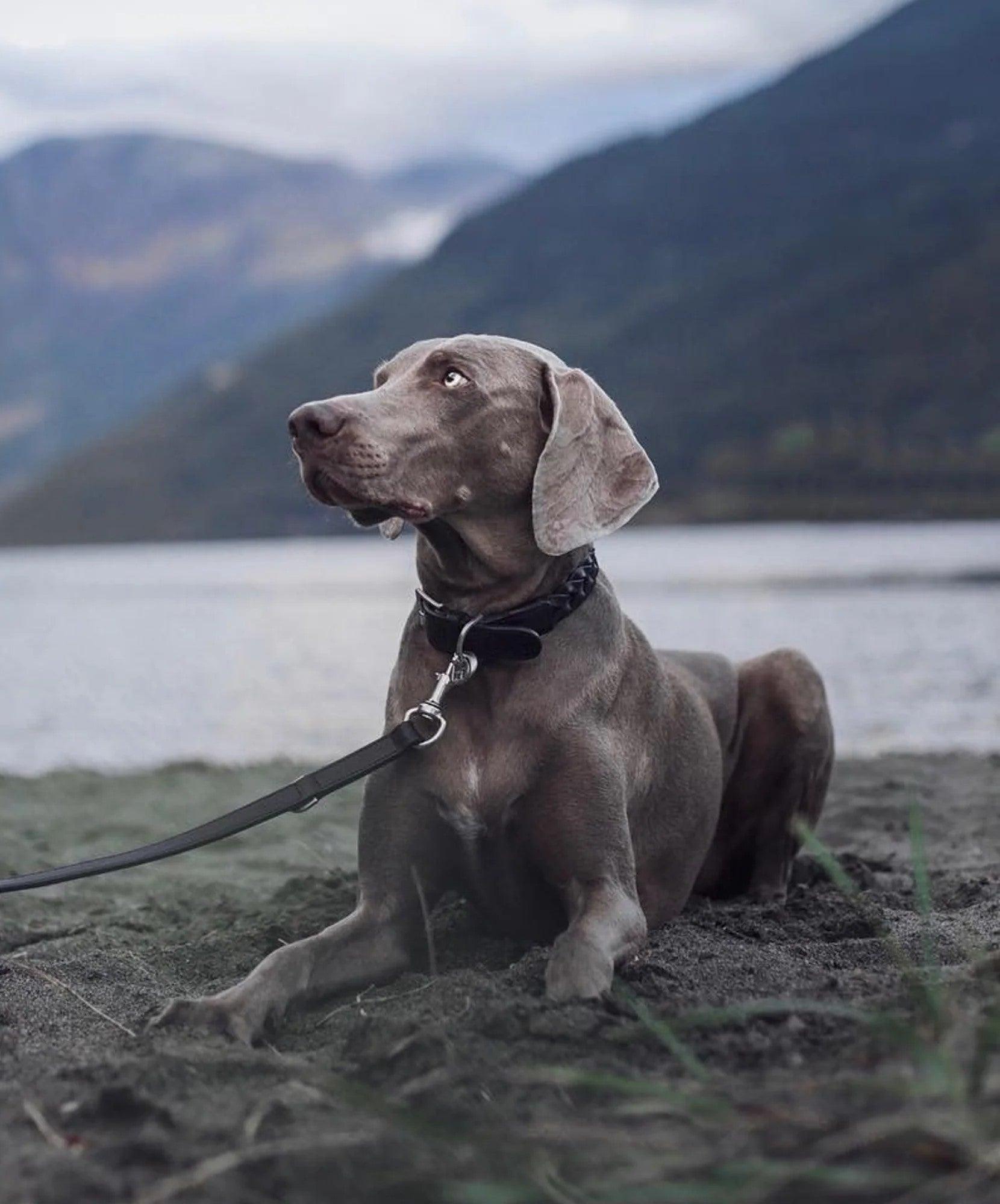Très beau collier pour chien - BERGAMO - Kasibe