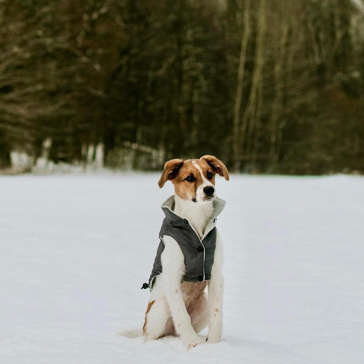 Veste pour chien - SPIRIT - Kasibe