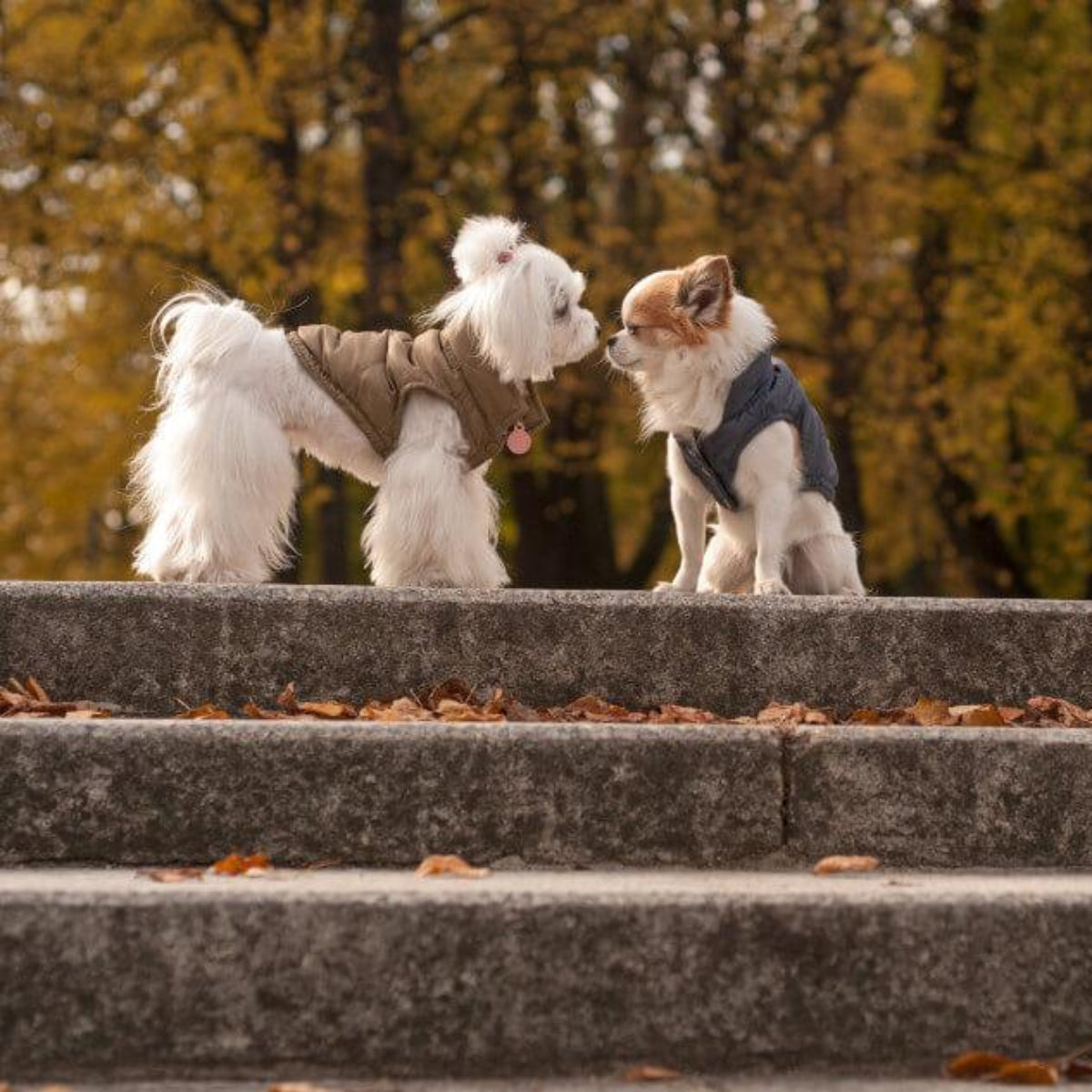 Veste pour chien - SPIRIT - Kasibe