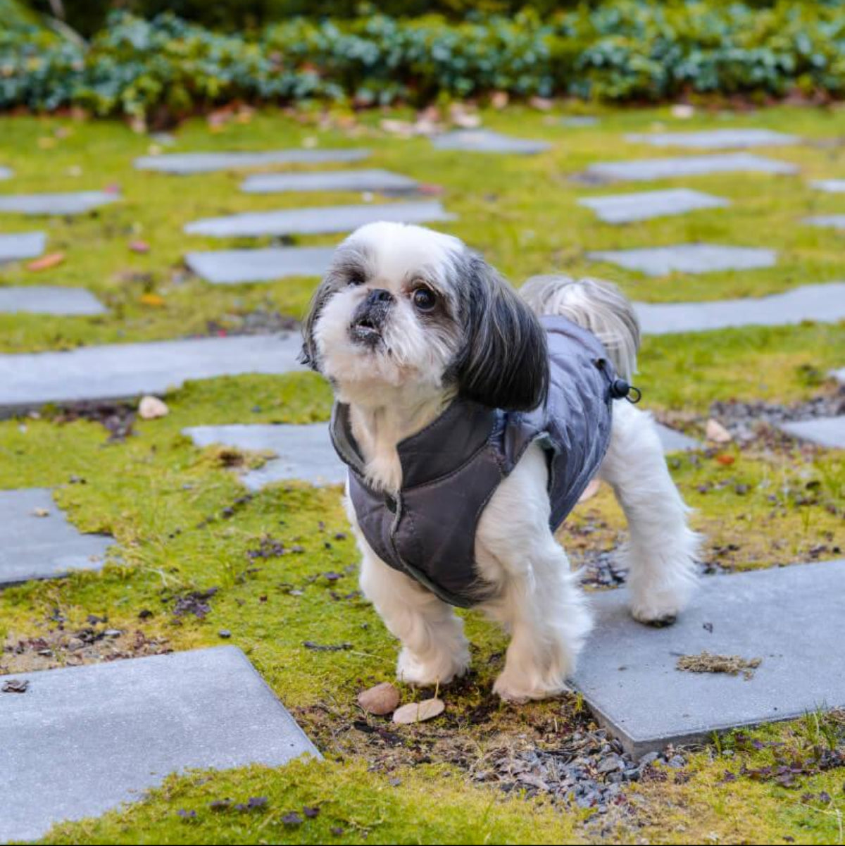 Veste pour chien - SPIRIT - Kasibe