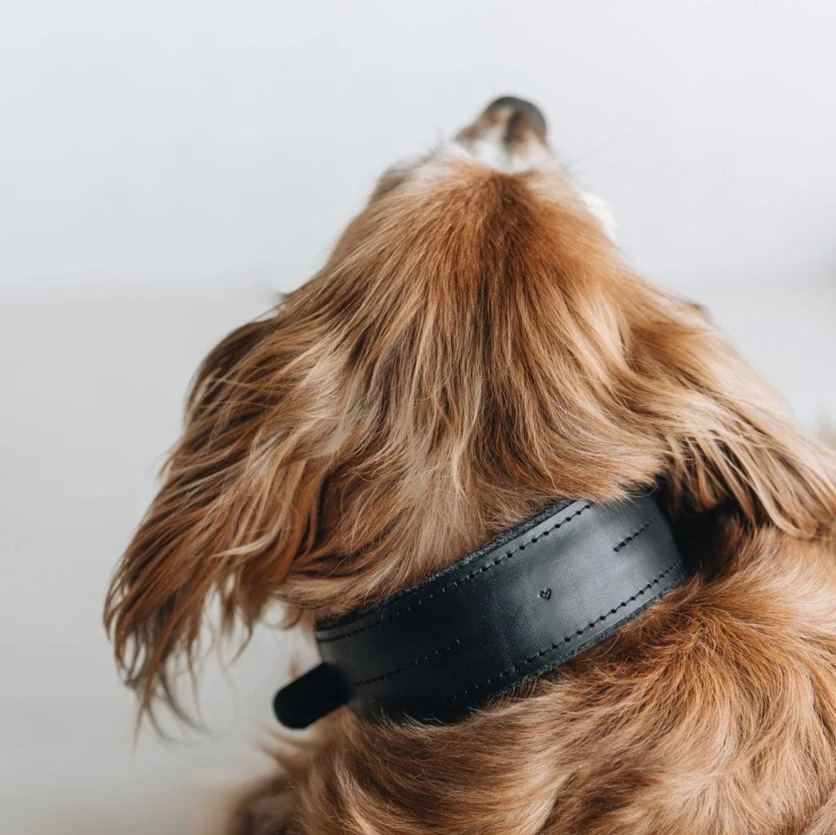 Beau collier pour chien - PIN - Kasibe