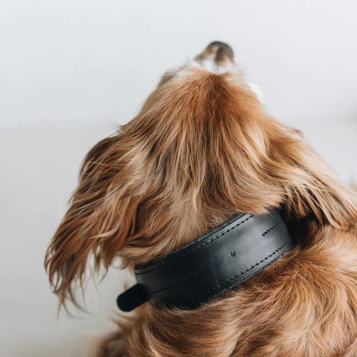 Beau collier pour chien - PIN - Kasibe
