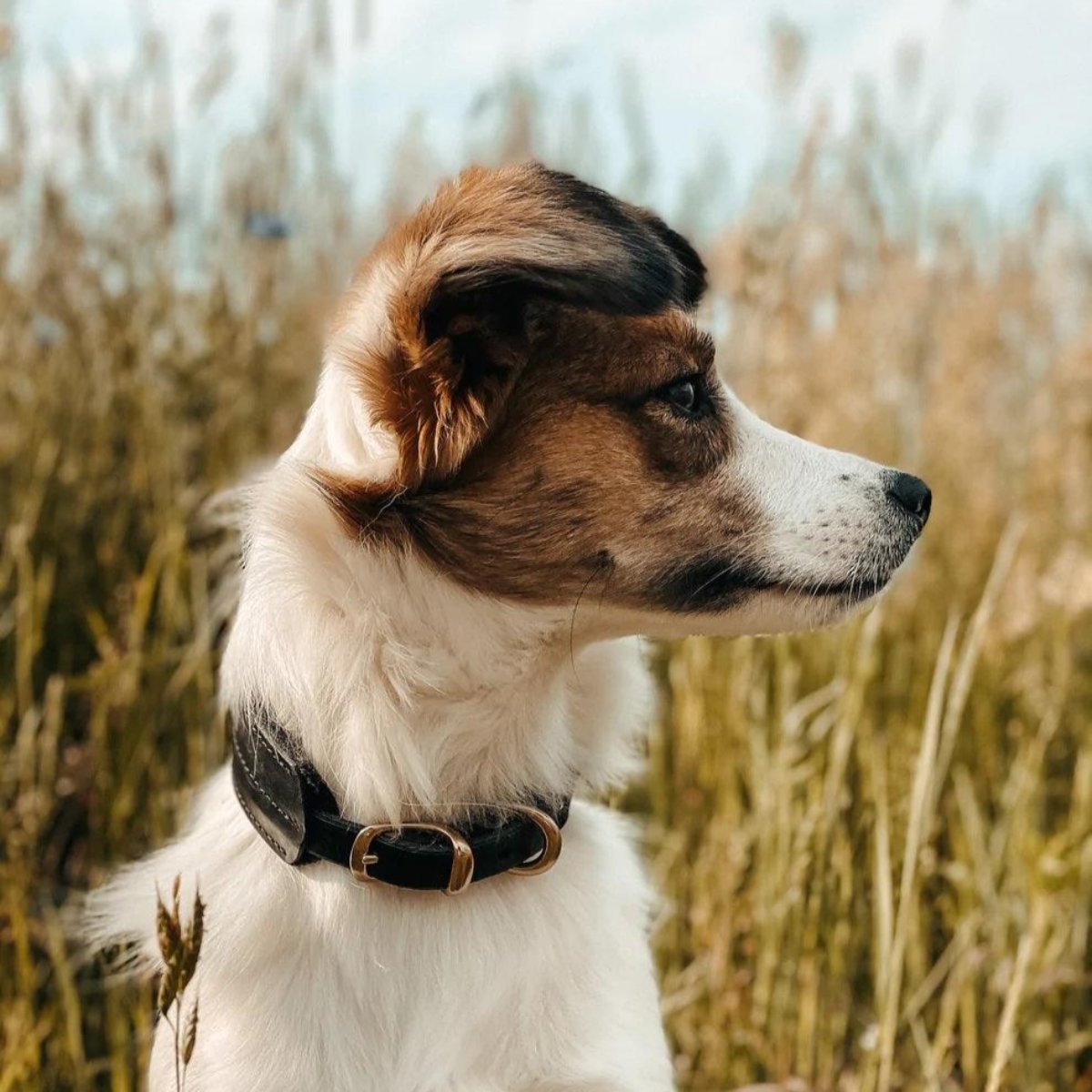 Beau collier pour chien - PIN - Kasibe