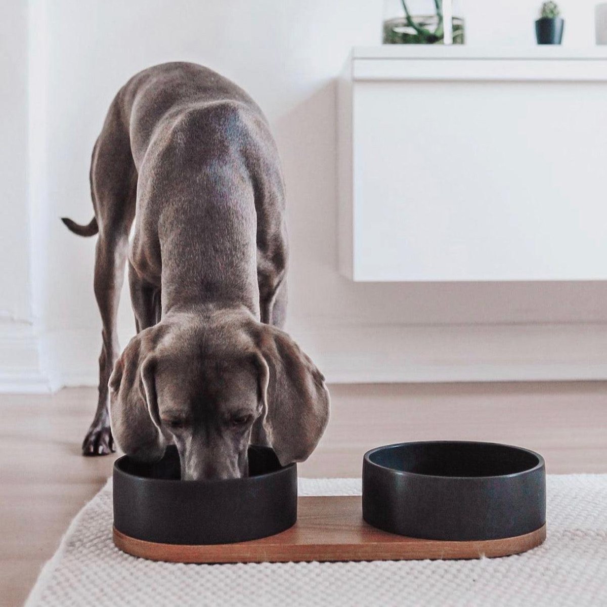 Bol de remplacement pour gamelle pour chat et chien - VUKU - Kasibe