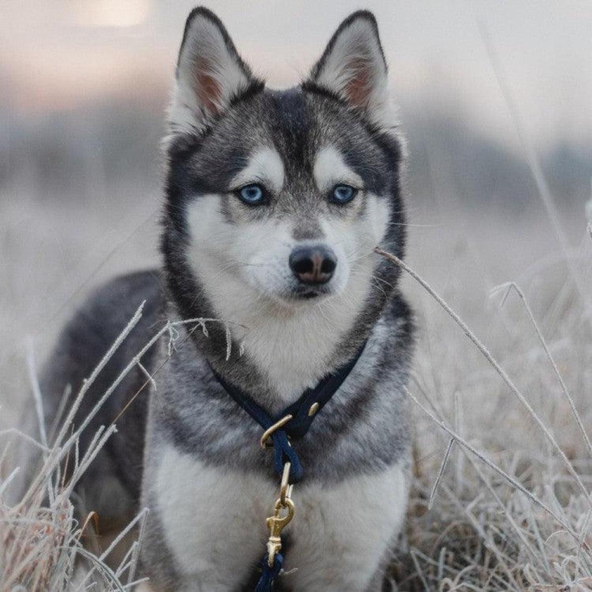collier pour chien ajustable en cuir - kasibe