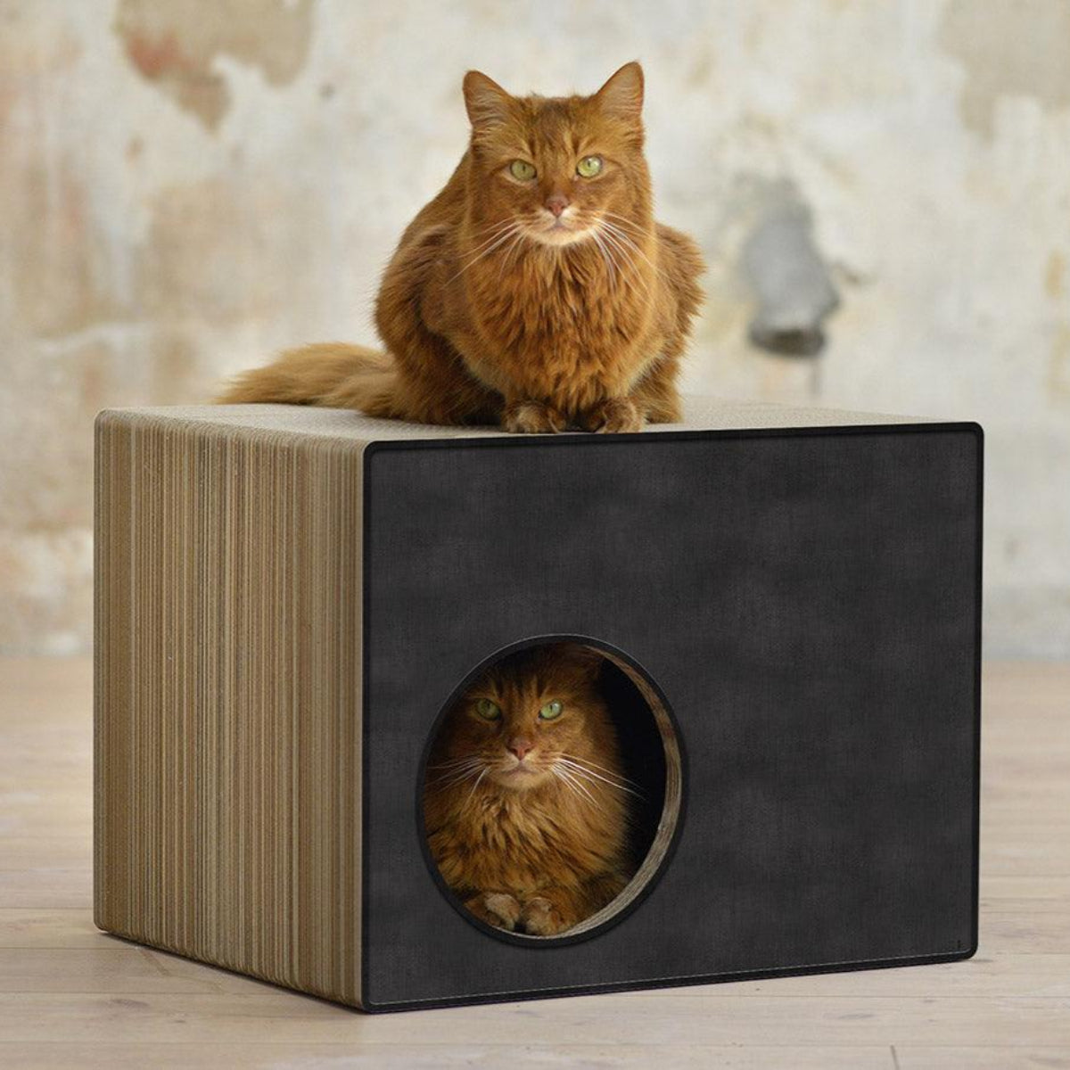 Cabane griffoir pour chat - PHREDIA ECKHAUS - Kasibe