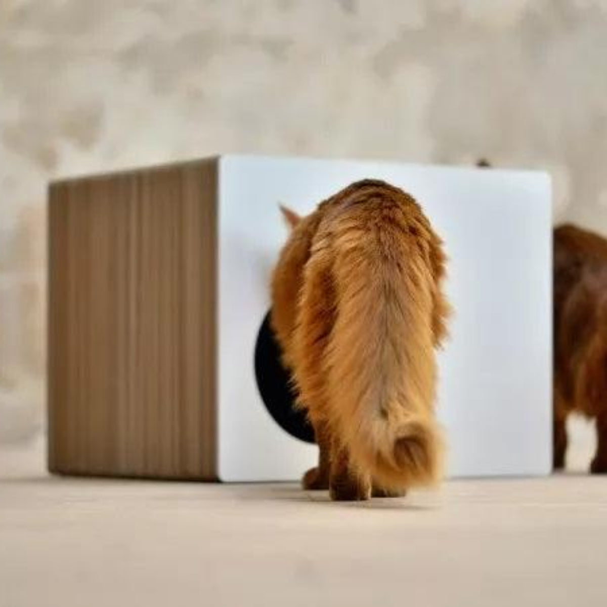 Cabane griffoir pour chat - PHREDIA ECKHAUS - Kasibe