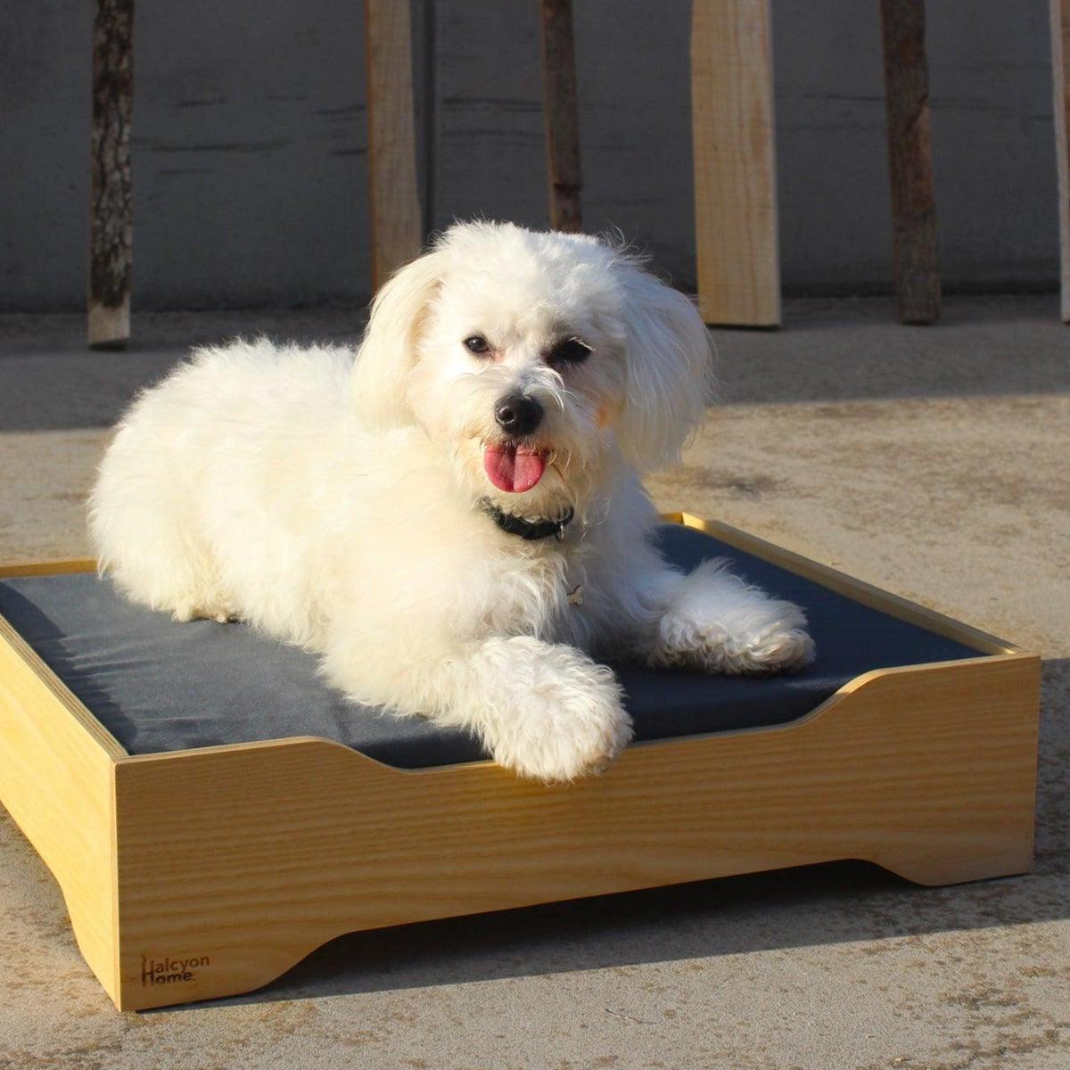 Canapé pour chien - HEDOGNIST - Kasibe