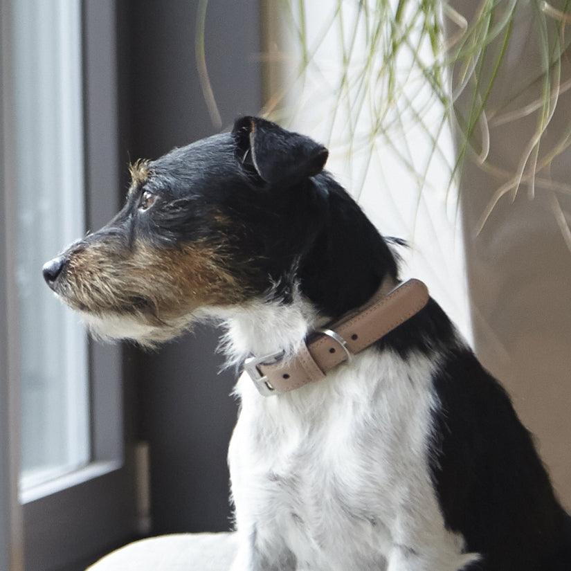 Collier pour chien design très haute couture Torino - kasibe