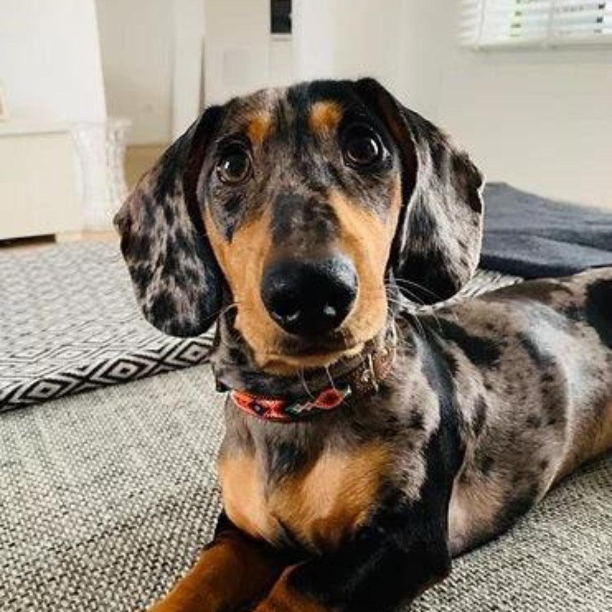 Collier pour chien ethnique brodé à la main et cuir kasibe