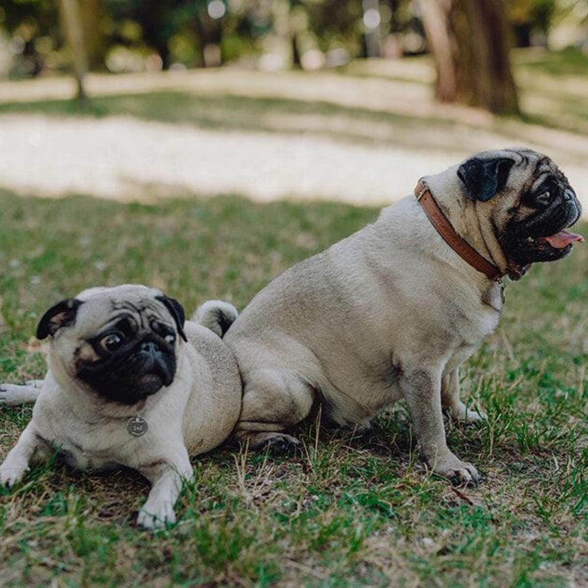 Collier en cuir pour chiens - MONACO - Kasibe