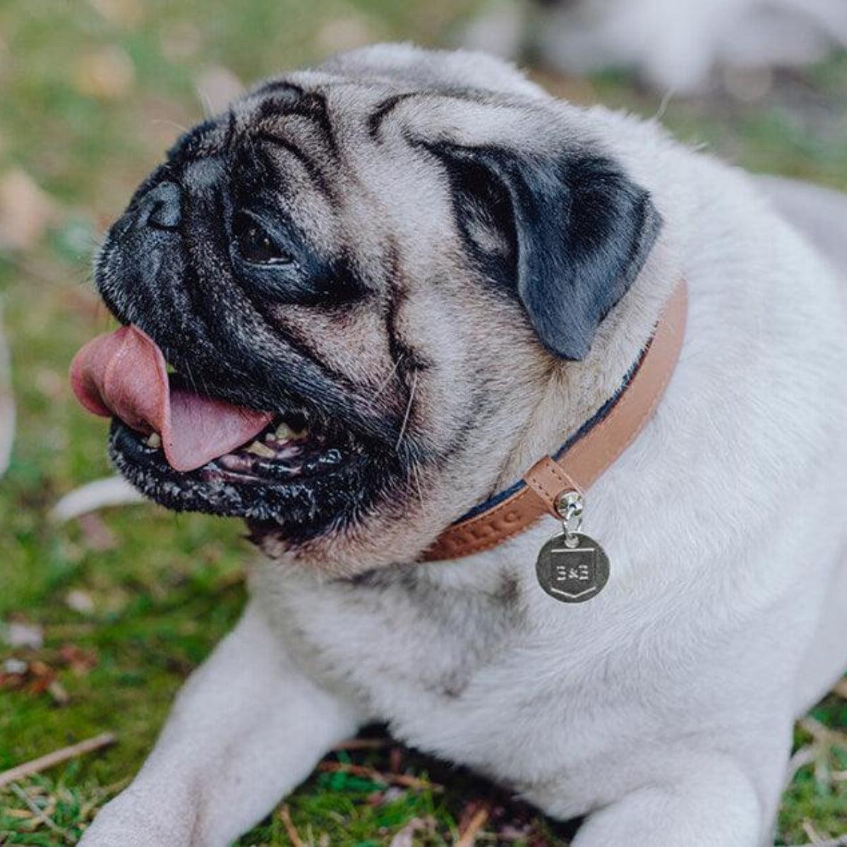 Collier en cuir pour chiens - MONACO - Kasibe