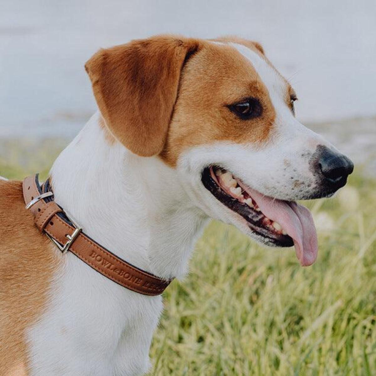 Collier en cuir pour chiens - MONACO - Kasibe