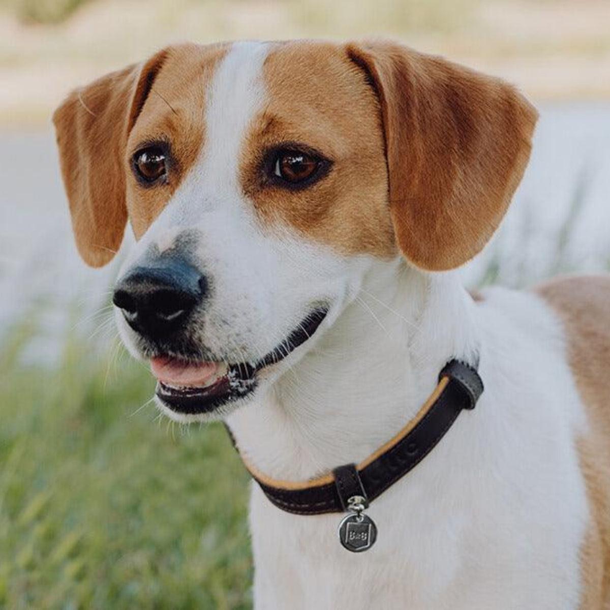 Collier en cuir pour chiens - MONACO - Kasibe