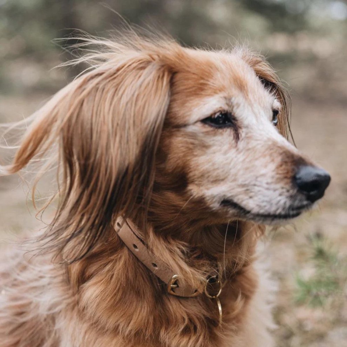 Collier pour chien artisanal - FIR - Kasibe