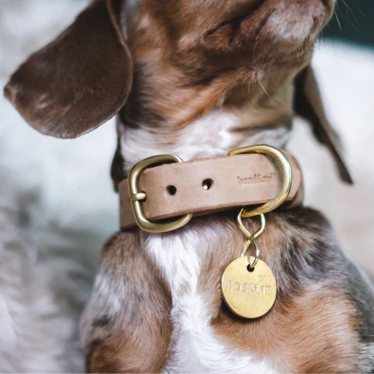 Collier pour chien artisanal - FIR - Kasibe