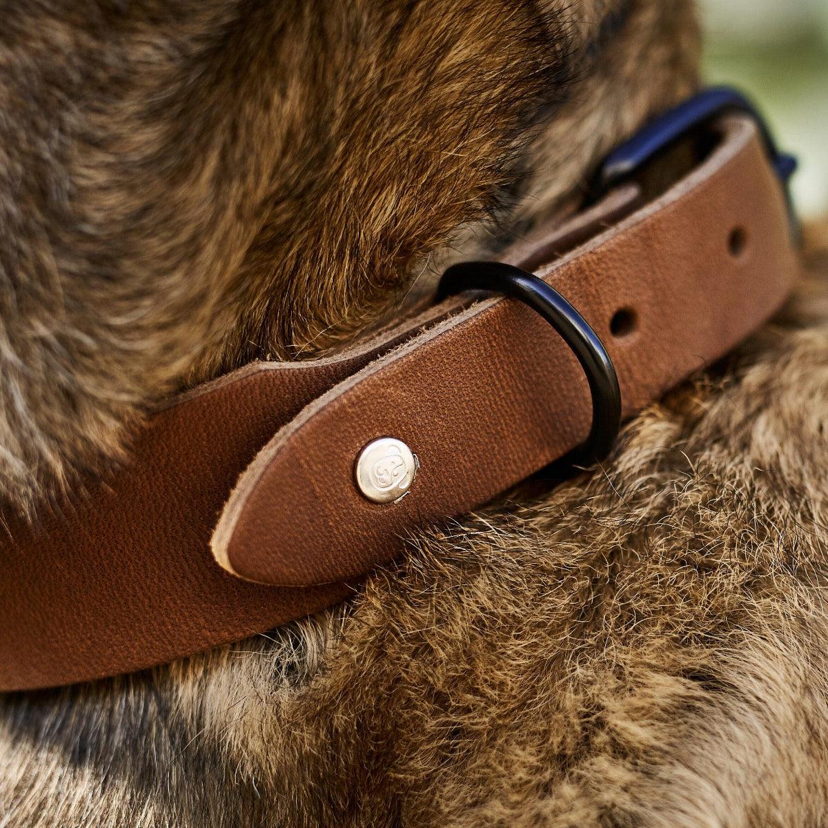 Collier pour chien élégant - GIRO - Kasibe