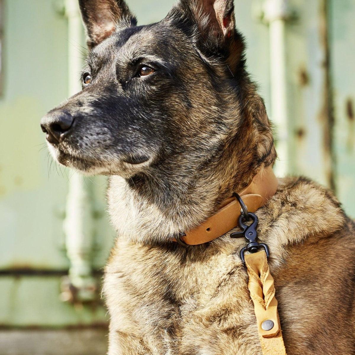 Collier pour chien élégant - GIRO - Kasibe