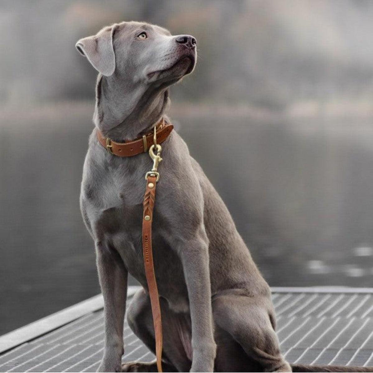 Collier pour chien en cuir - BUTTER - Kasibe
