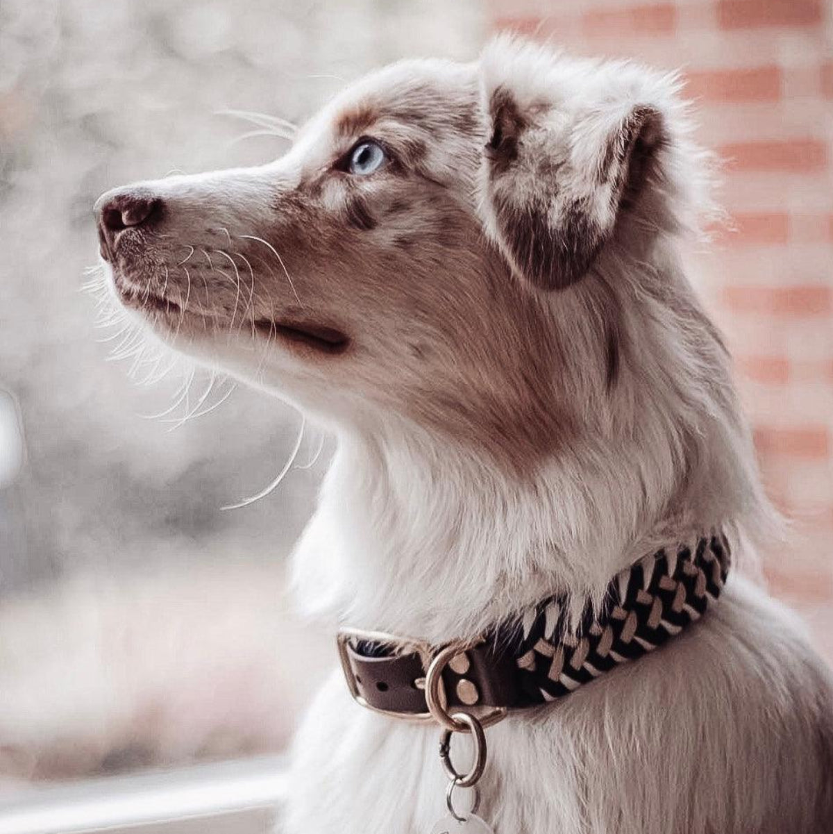 Collier pour chien en paracorde - PARACORD - Kasibe
