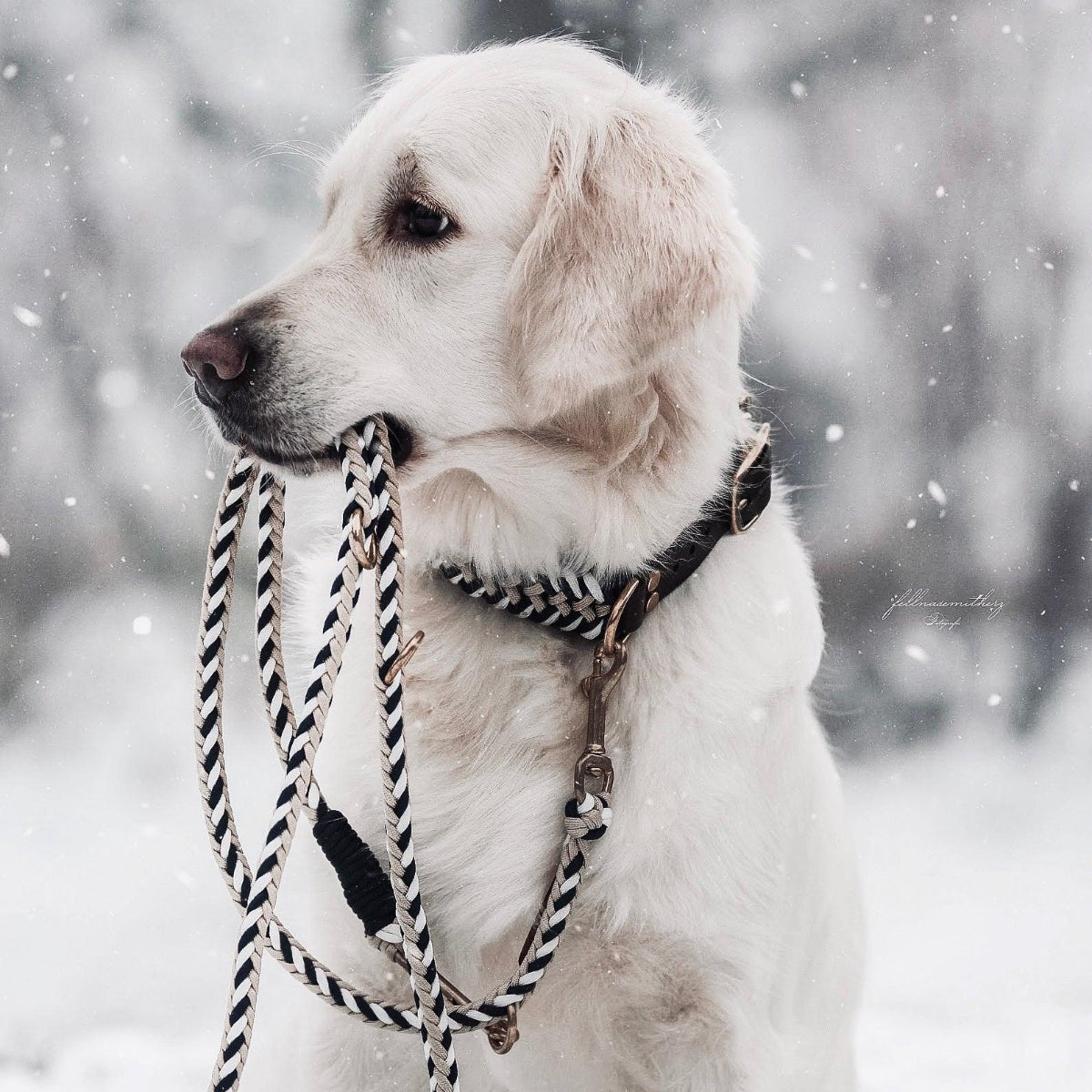 Collier pour chien en paracorde - PARACORD - Kasibe