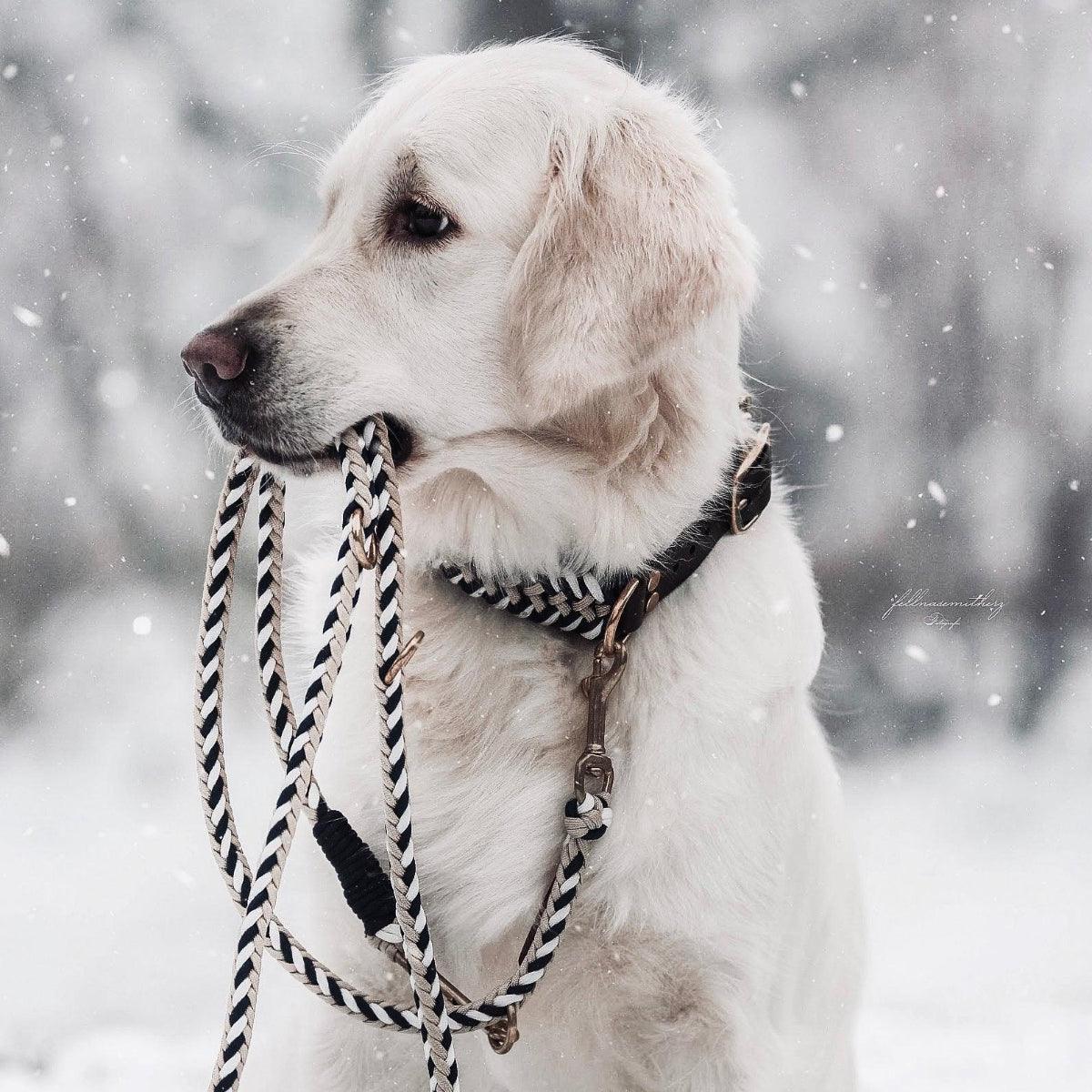 Collier pour chien en paracorde - PARACORD - Kasibe