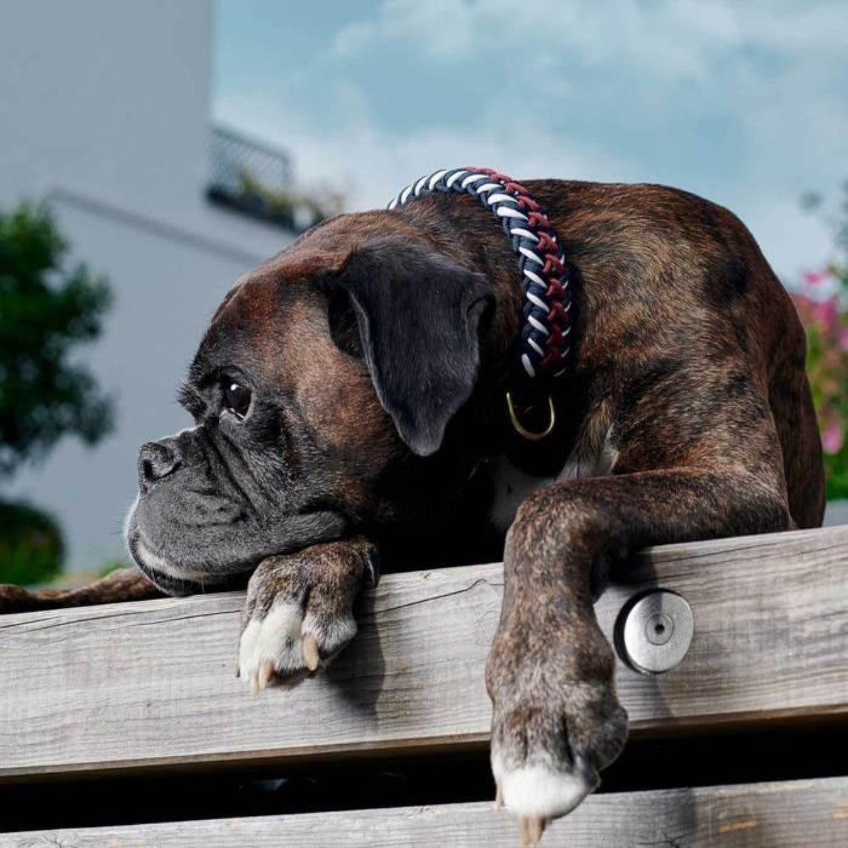 Collier pour chien en paracorde - PARACORD - Kasibe