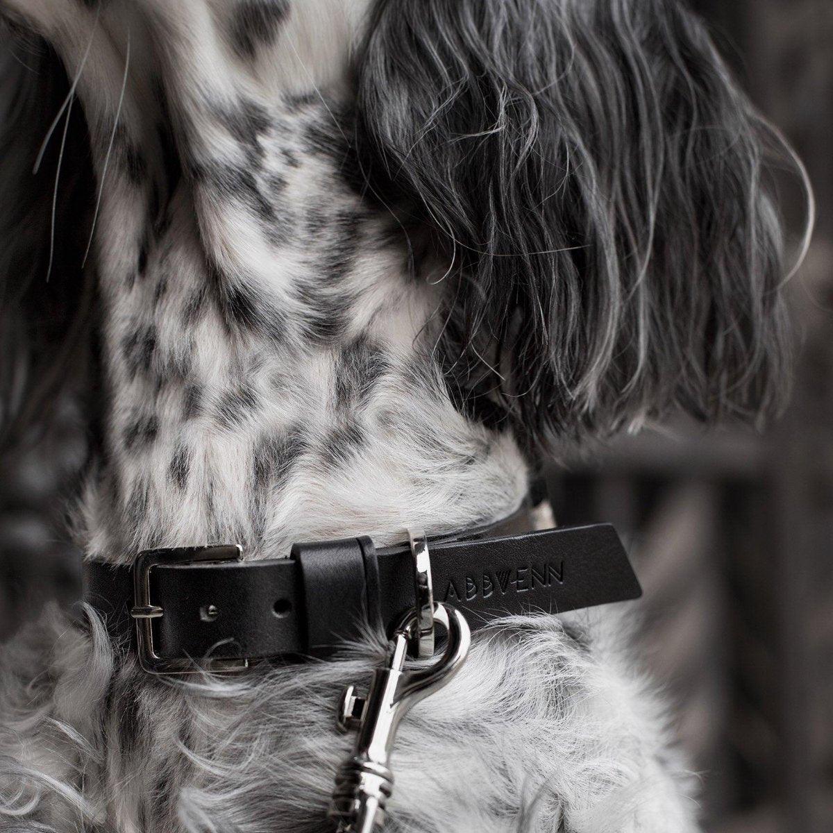 Collier pour chien raffiné - KOLLU - Kasibe