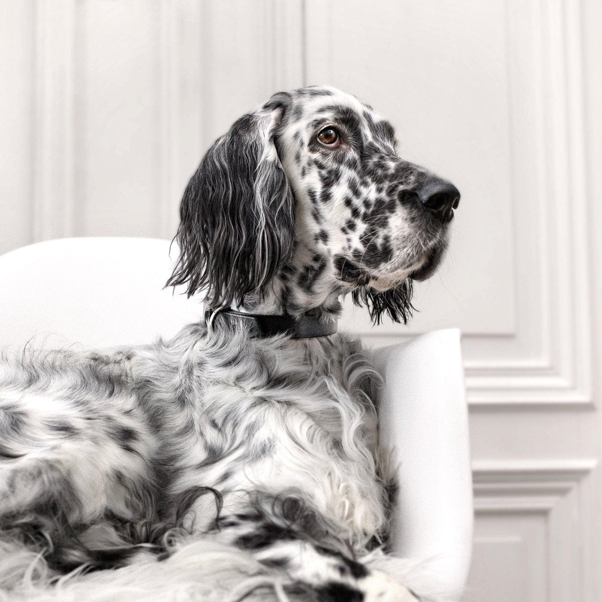 Collier pour chien raffiné - KOLLU - Kasibe