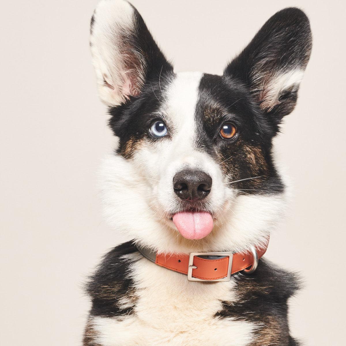 Collier végan pour chien très original - Kasibe
