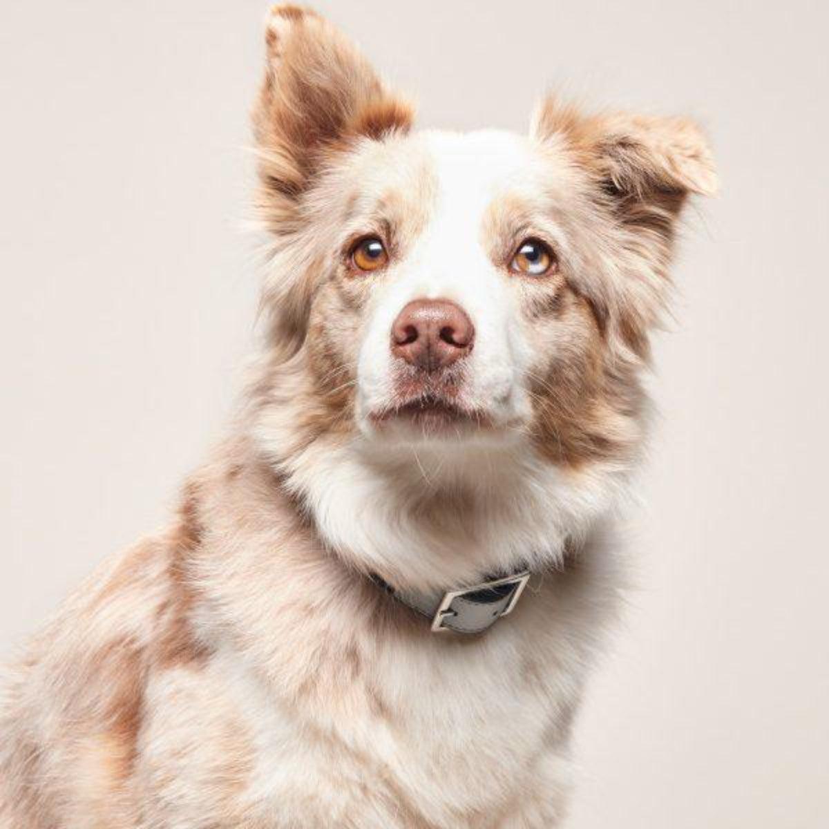Collier végan pour chien très original - Kasibe