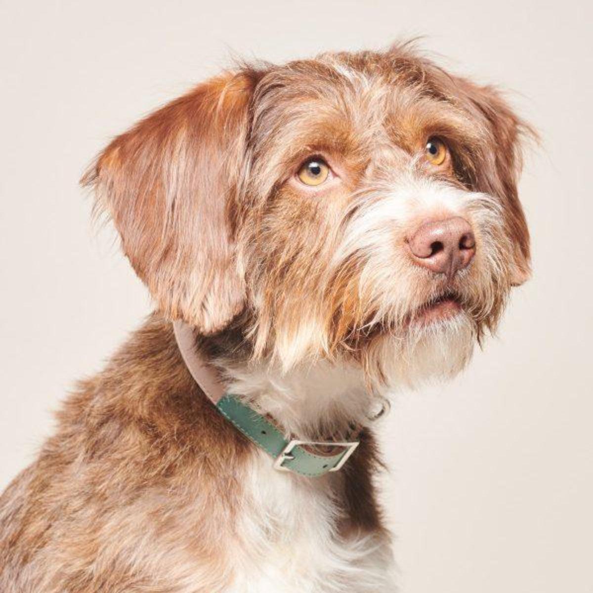 Collier végan pour chien très original - Kasibe