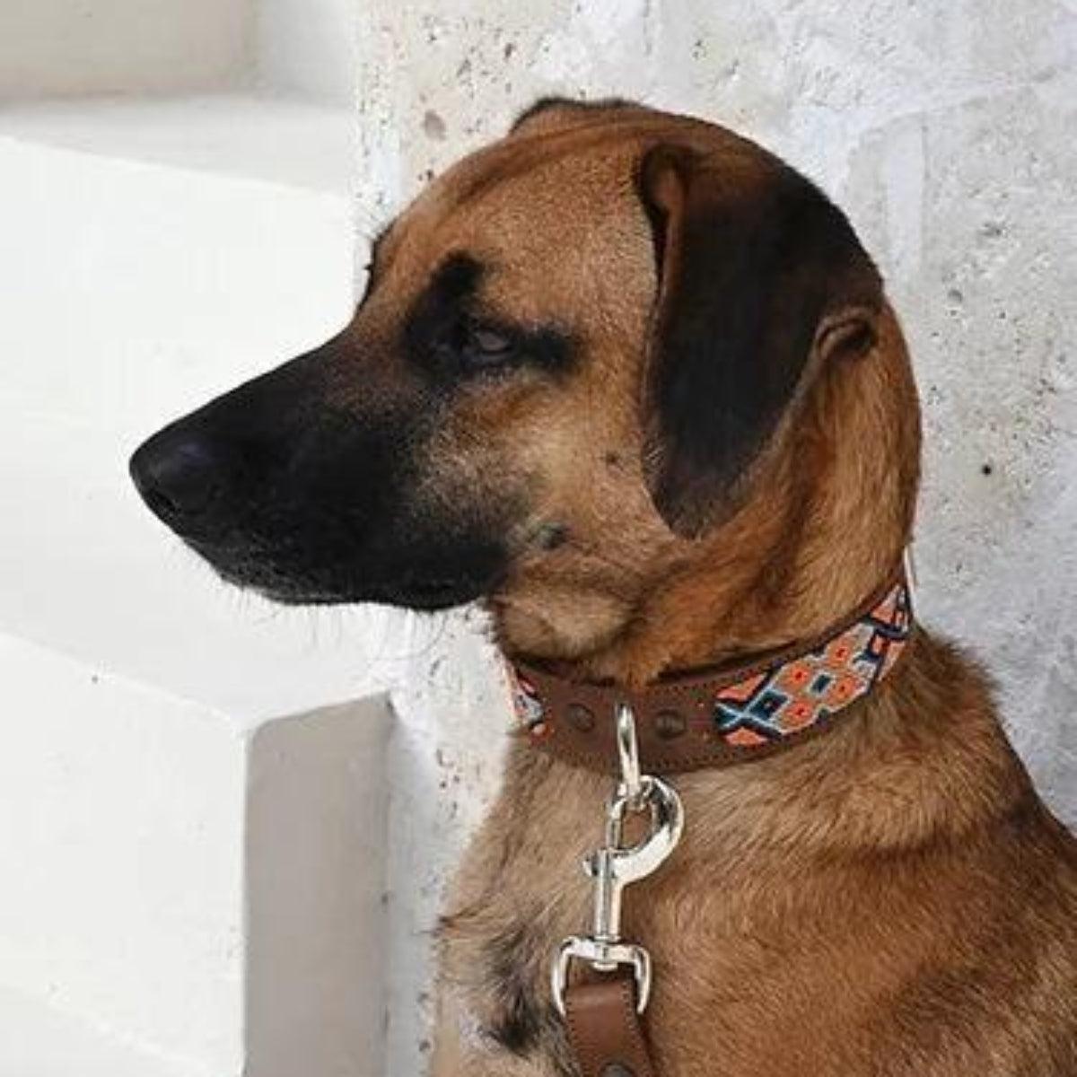 collier pour chien mexicain - kasibe