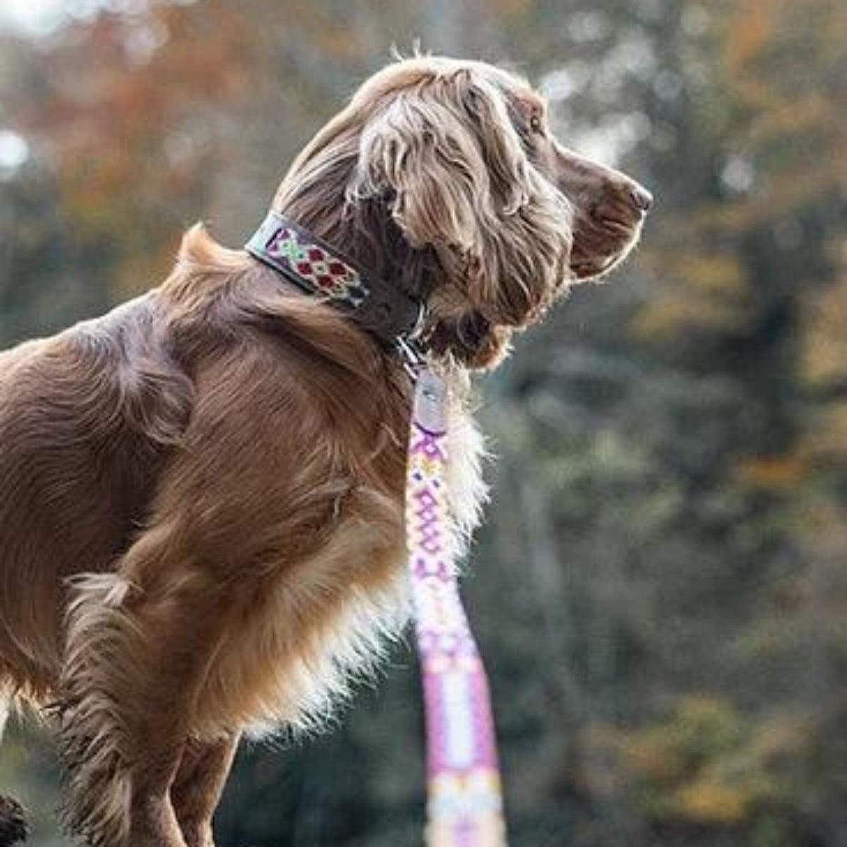 Collier pour chien ethnique brodé à la main et cuir kasibe