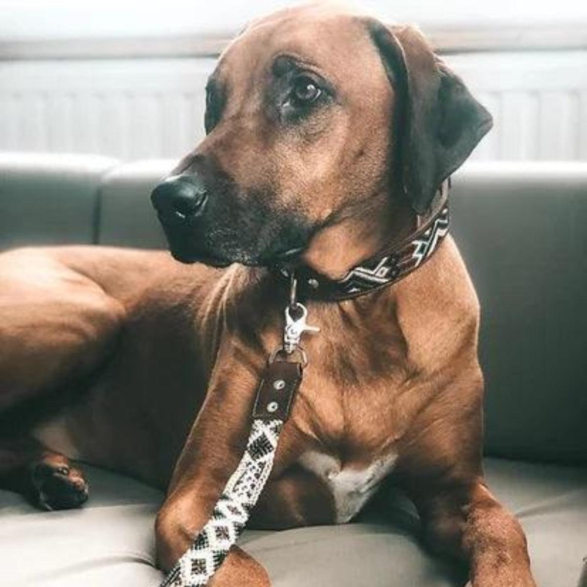 Collier pour chien ethnique brodé à la main et cuir kasibe