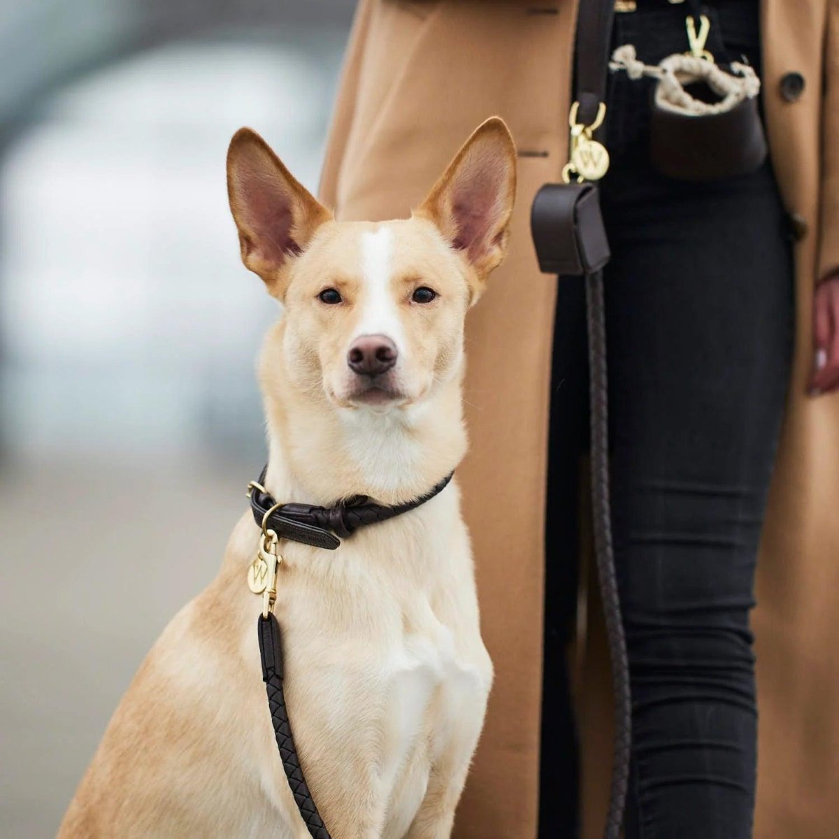 Colliers tressés pour chien - TWISTED - Kasibe