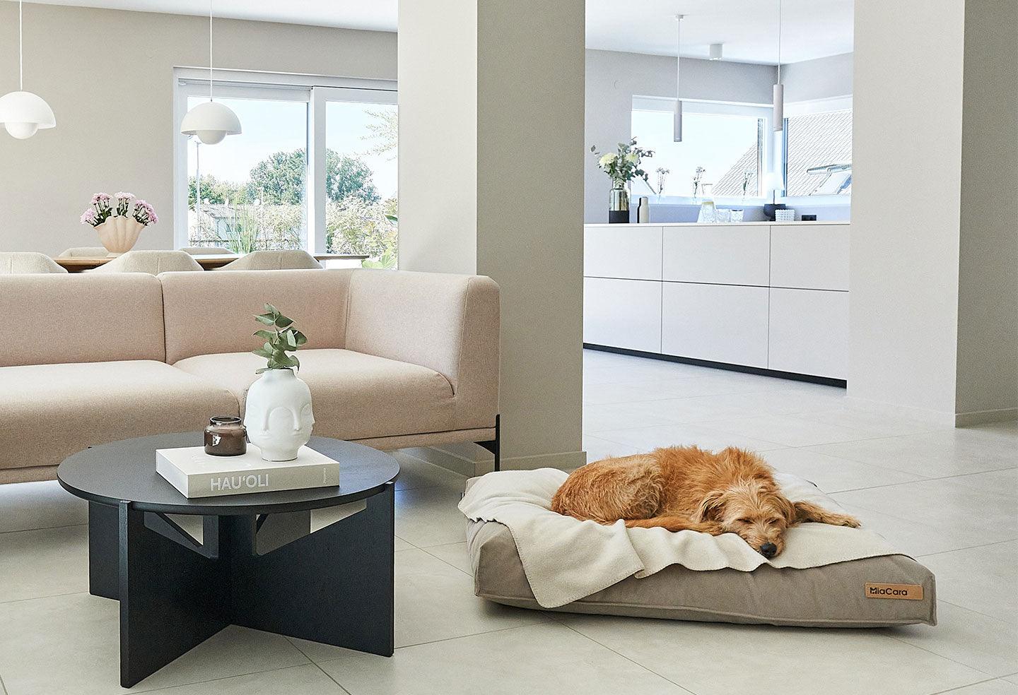 Housse coussin pour chien design en velours Velluto kasibe miacara