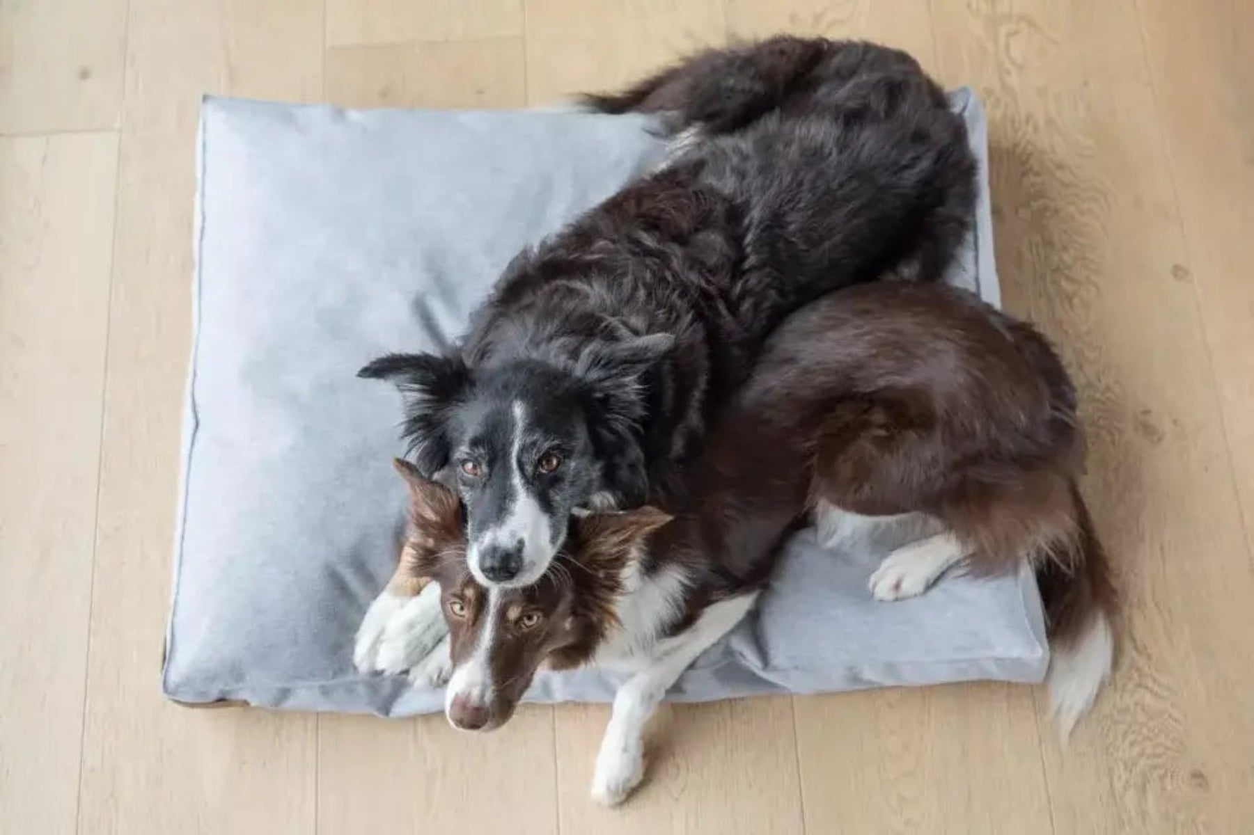 Coussin coloré pour chien - LOFT - Kasibe