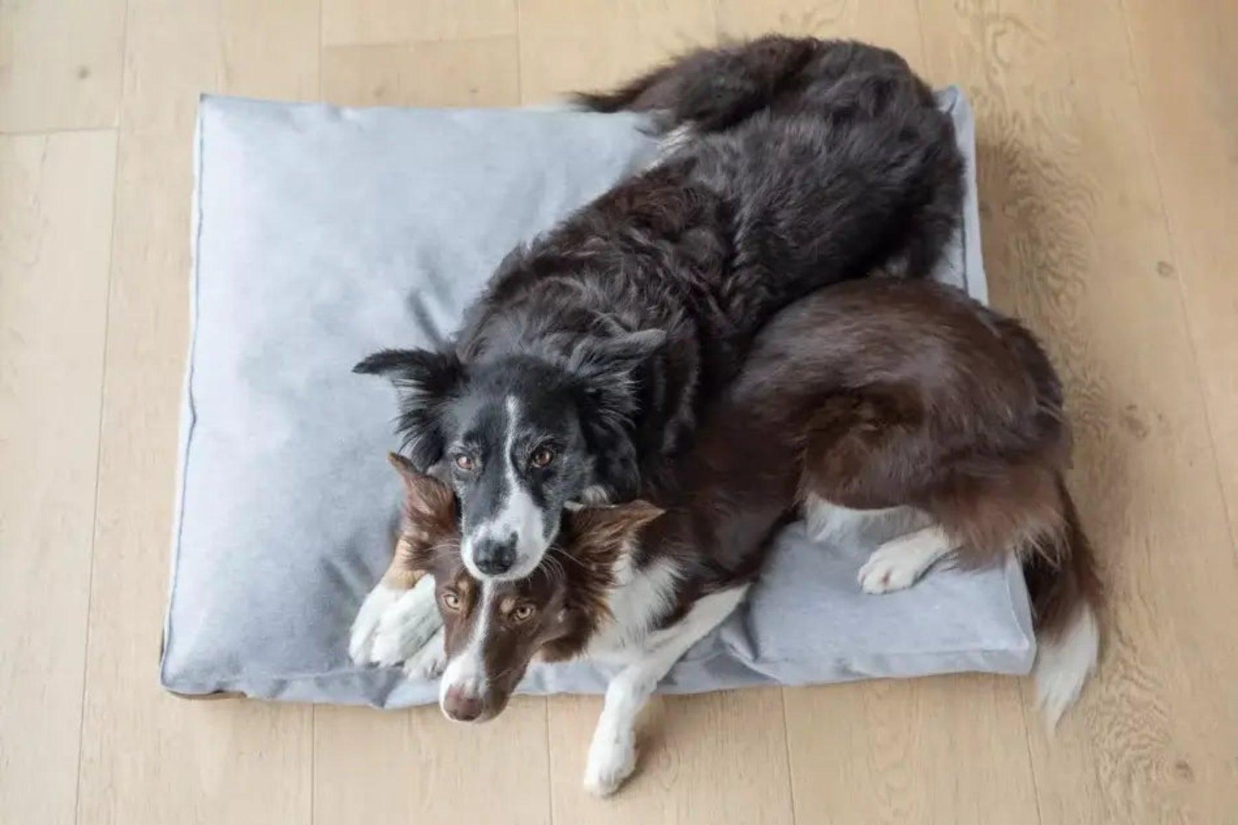 Coussin coloré pour chien - LOFT - Kasibe