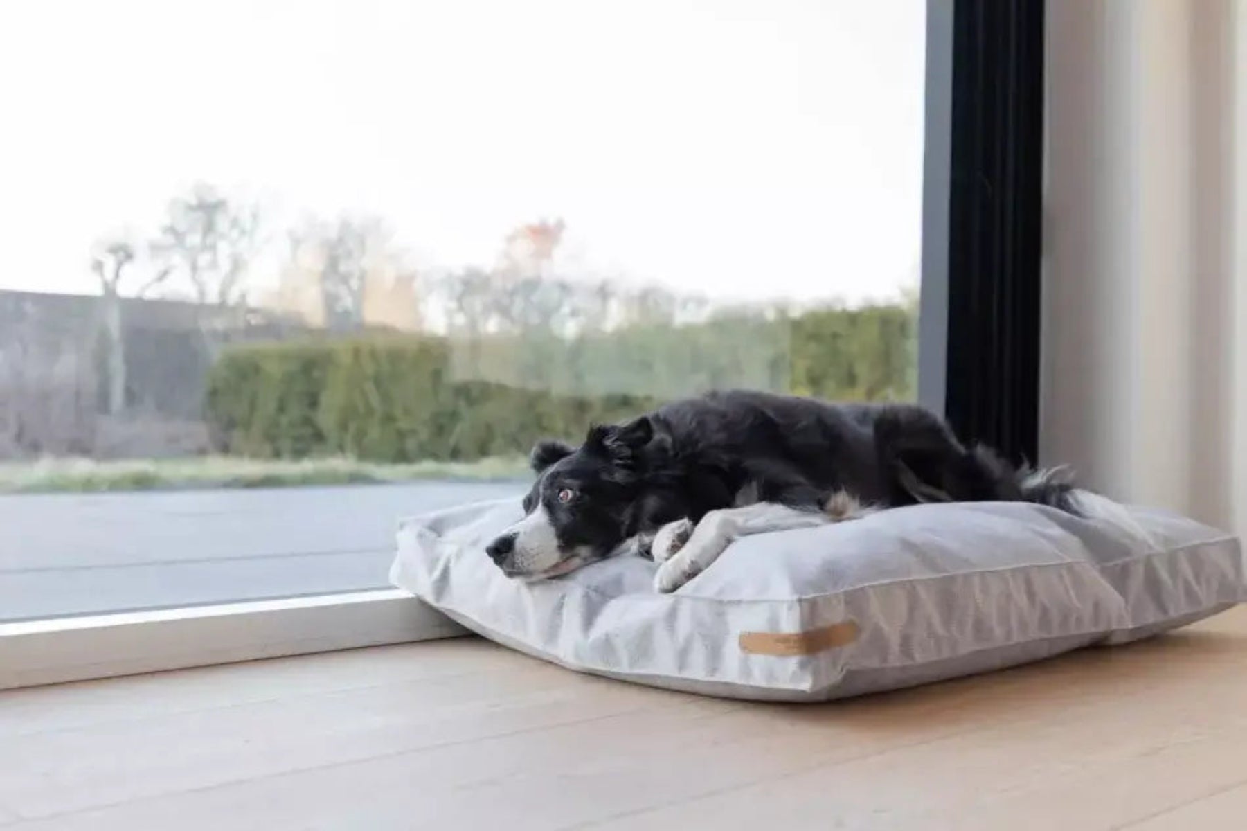 Coussin coloré pour chien - LOFT - Kasibe