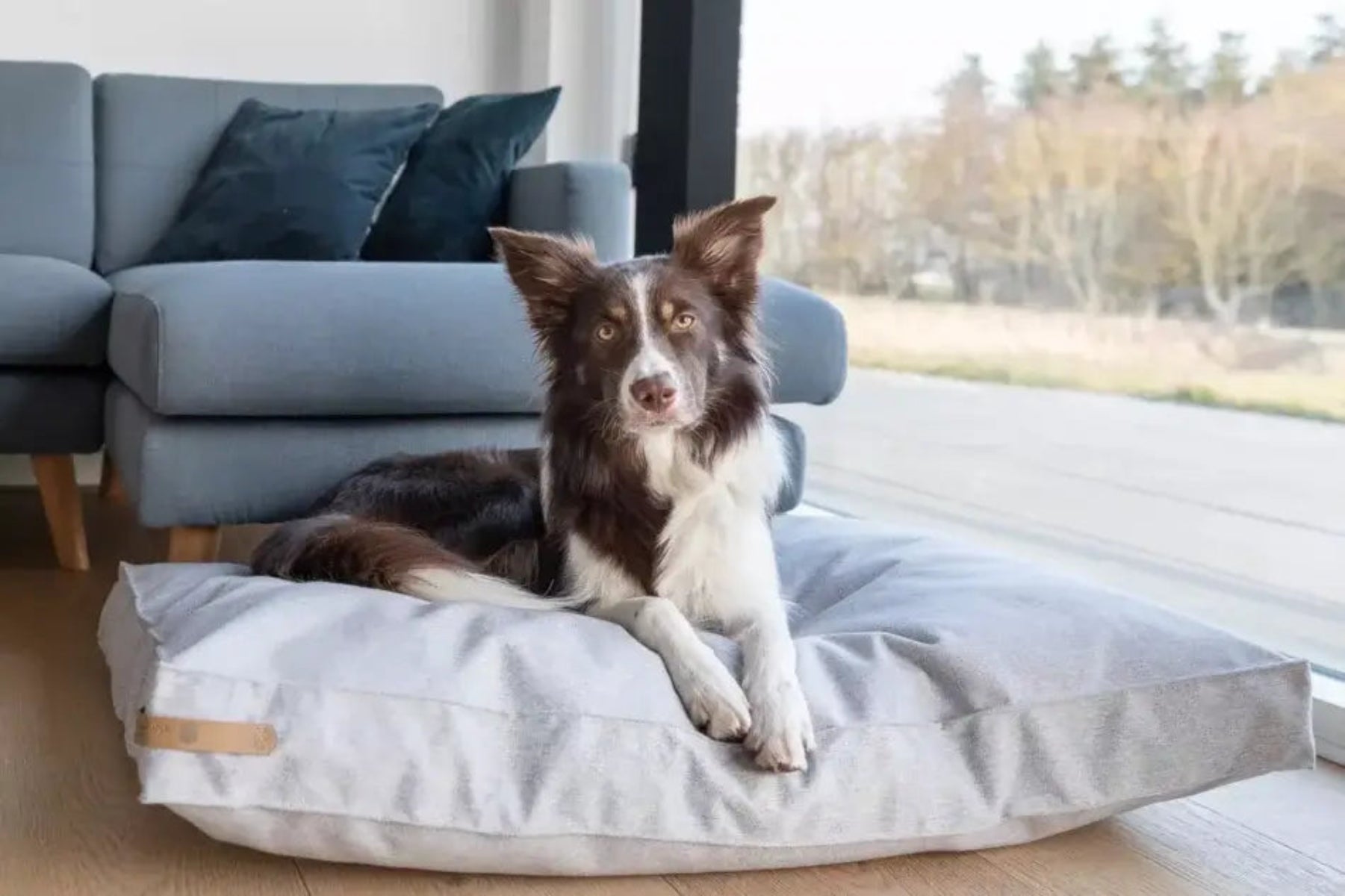 Coussin coloré pour chien - LOFT - Kasibe