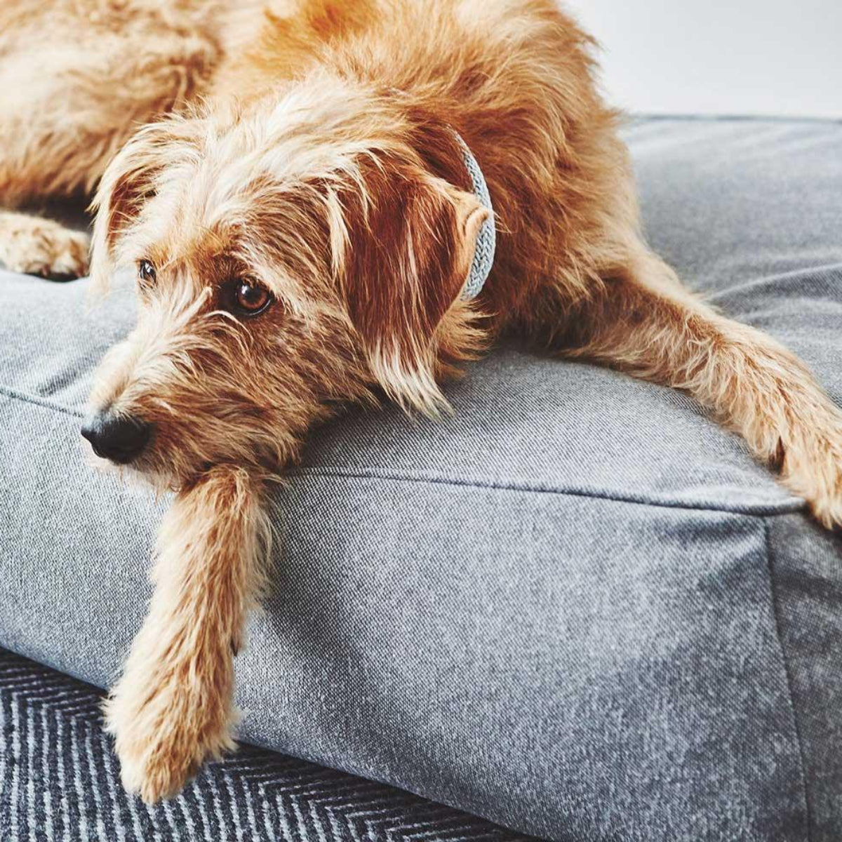 Coussin épais pour chien - STELLA - Kasibe