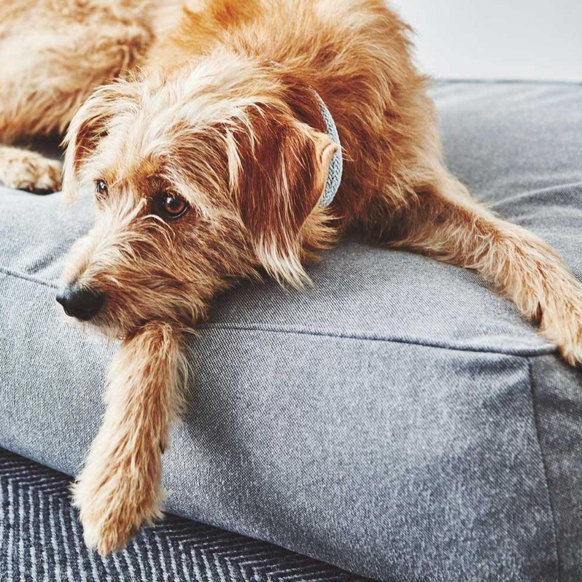 Coussin épais pour chien - STELLA - Kasibe