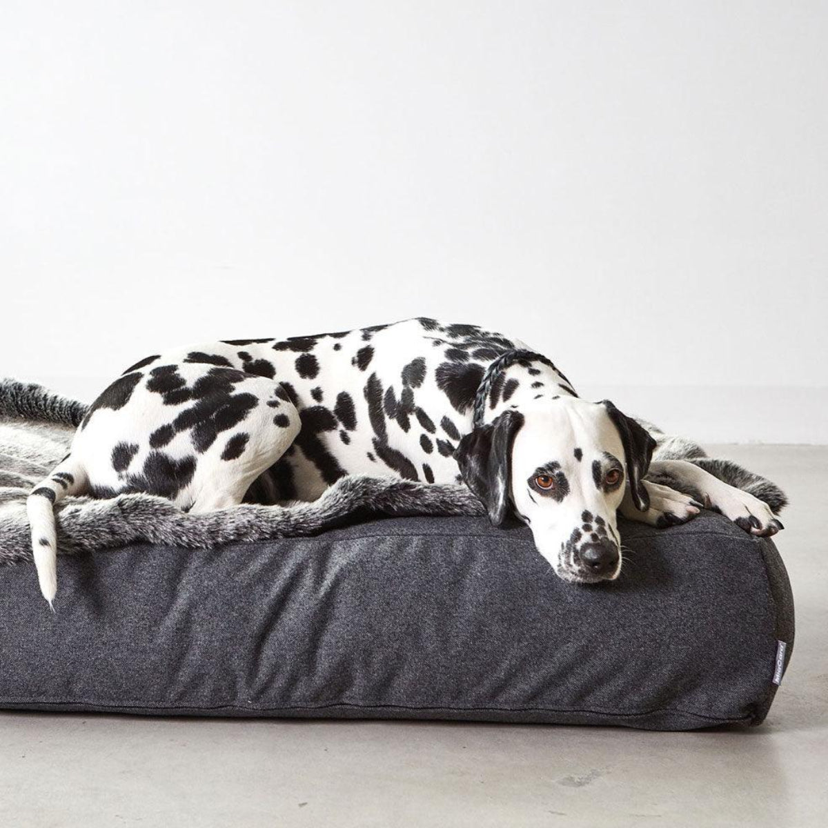 Coussin épais pour chien - STELLA - Kasibe