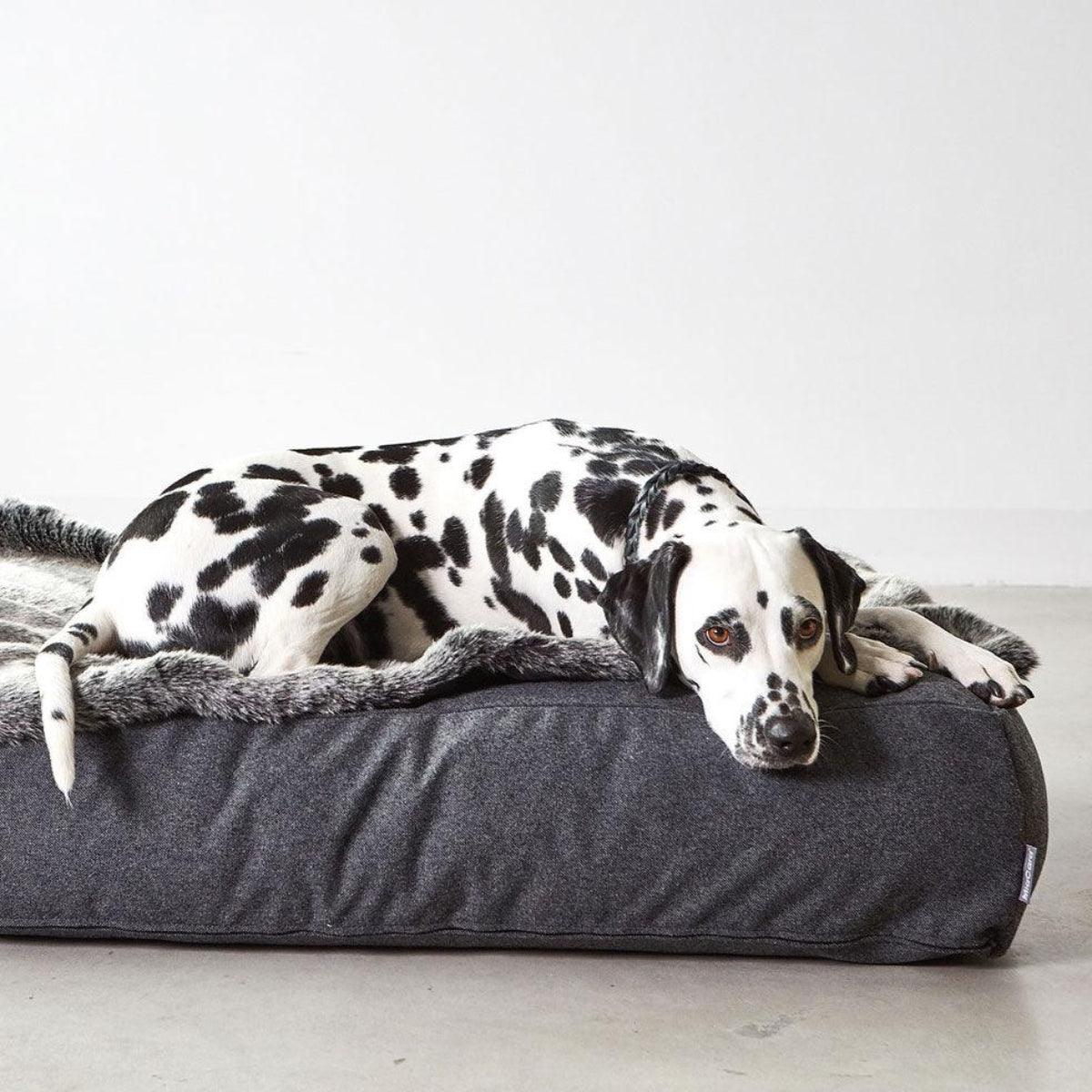 Coussin épais pour chien - STELLA - Kasibe