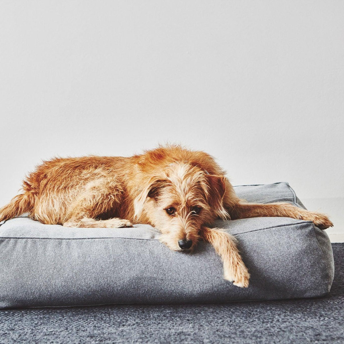 Coussin épais pour chien - STELLA - Kasibe
